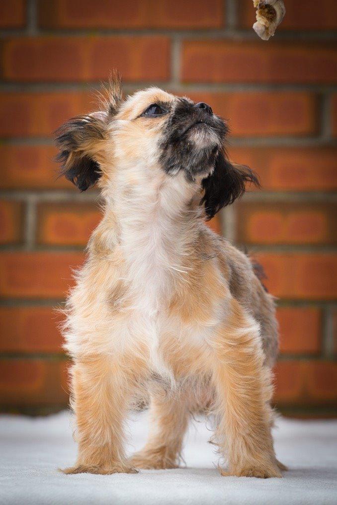 Blanding af racer Molly billede 10