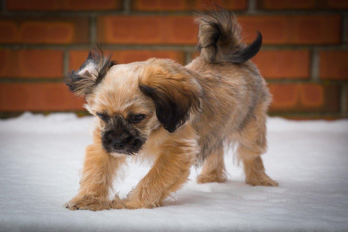 Blanding af racer Molly billede 11