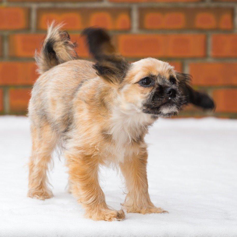 Blanding af racer Molly billede 13