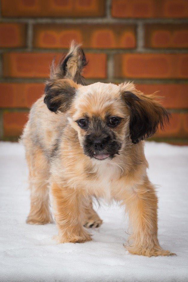 Blanding af racer Molly billede 15