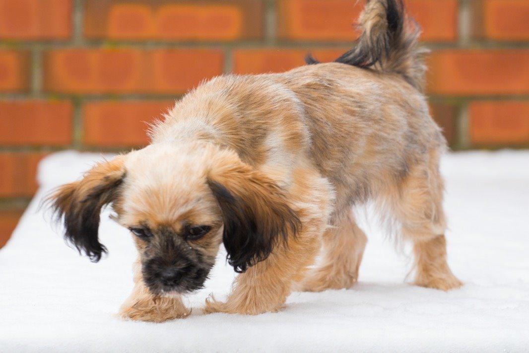 Blanding af racer Molly billede 16