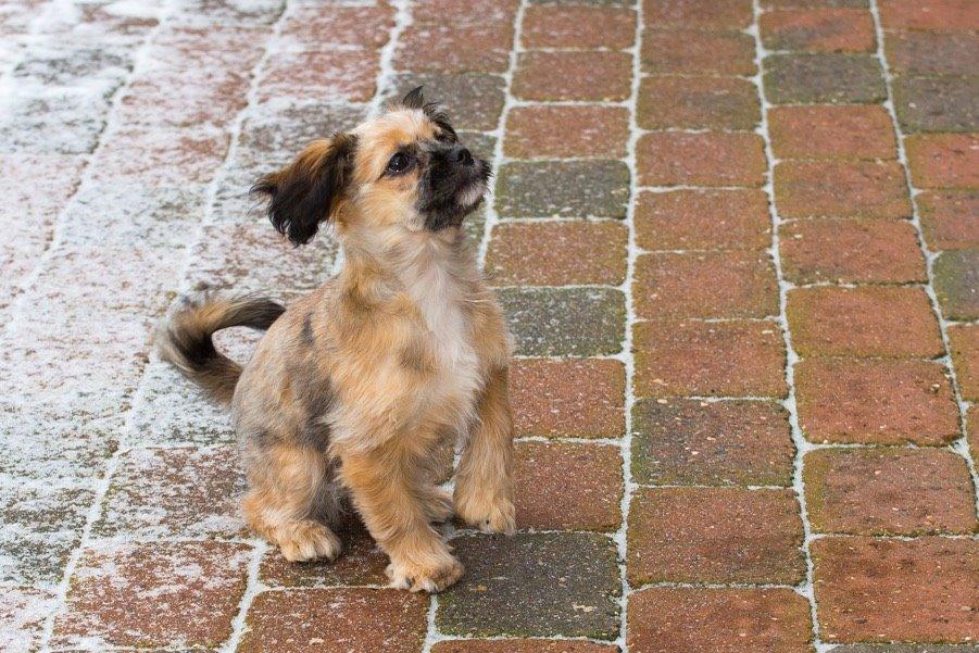 Blanding af racer Molly billede 17