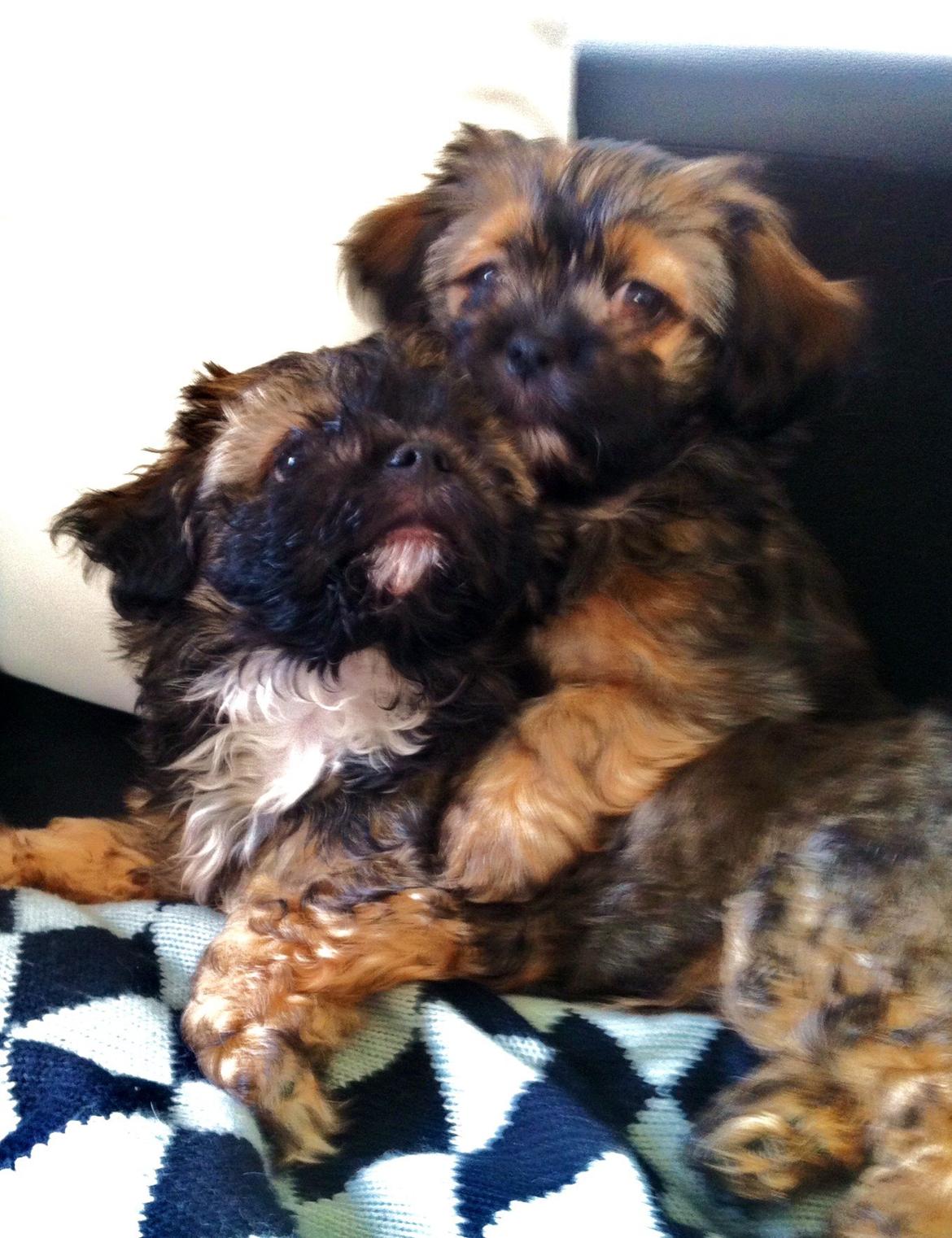 Blanding af racer Molly billede 12