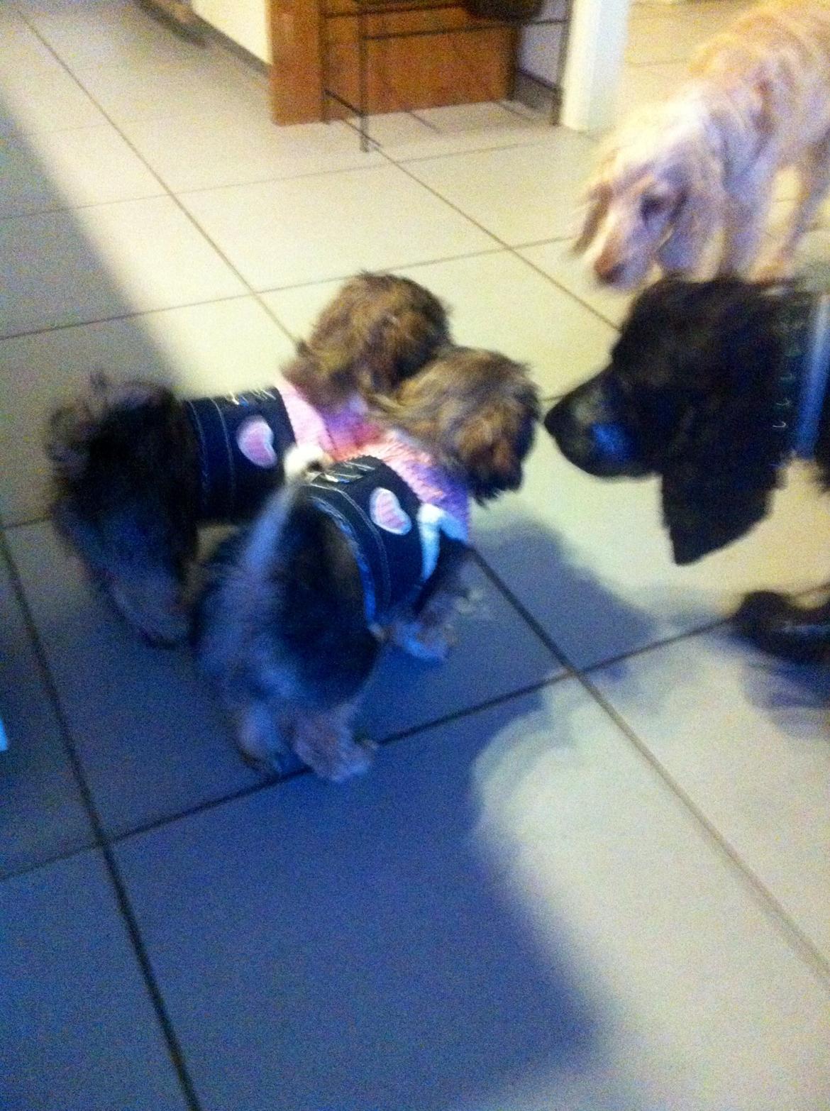 Blanding af racer Molly billede 5