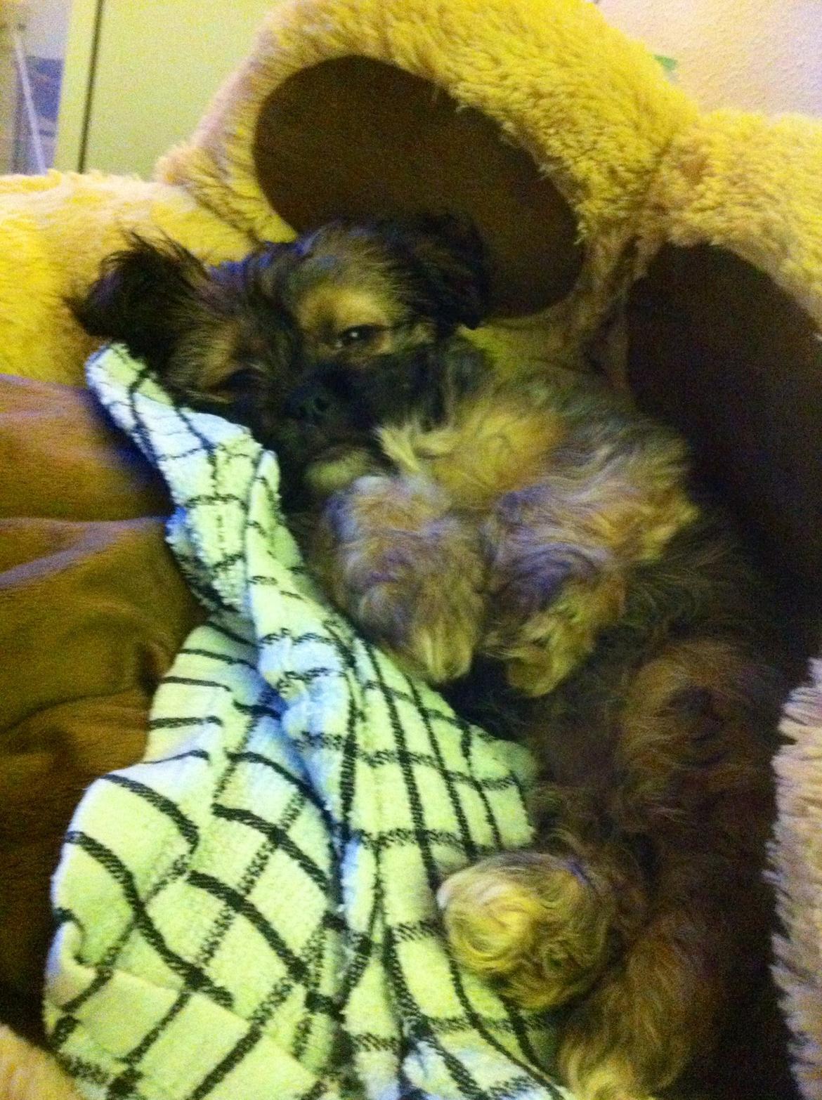 Blanding af racer Molly billede 3