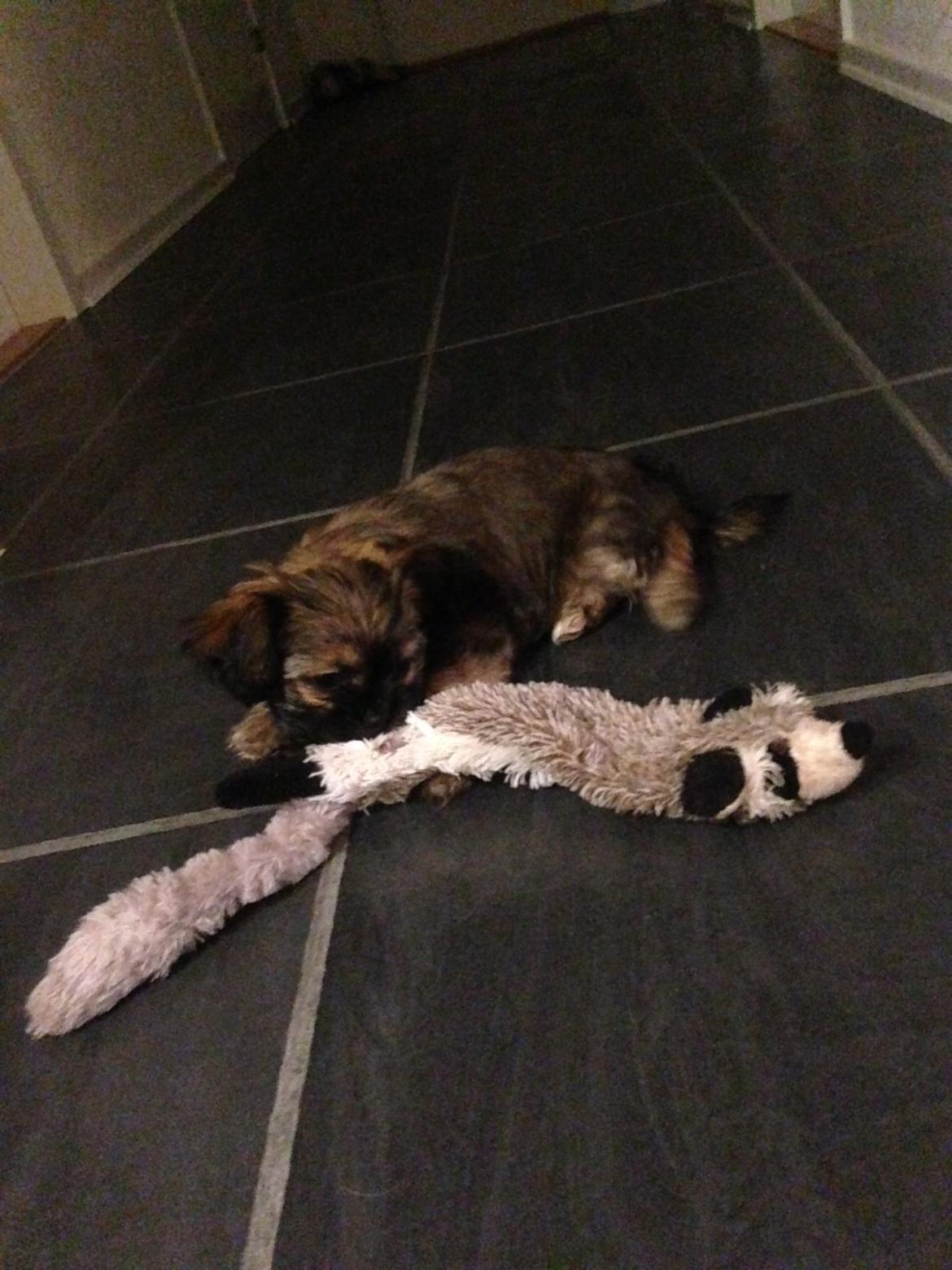 Blanding af racer Molly billede 14