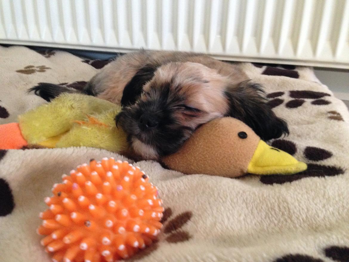 Blanding af racer Molly billede 1