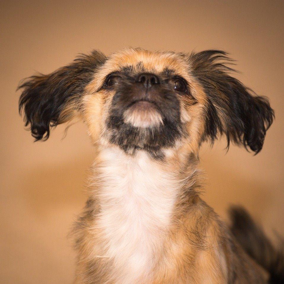 Blanding af racer Molly billede 2