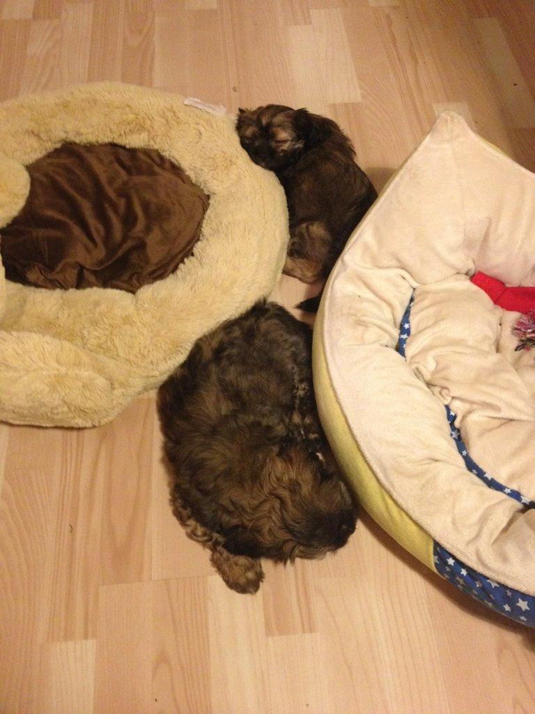 Blanding af racer Molly billede 9