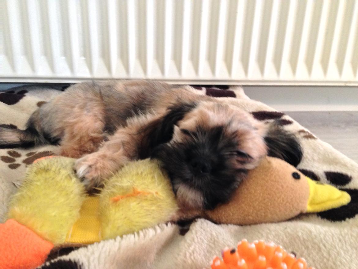 Blanding af racer Molly billede 18