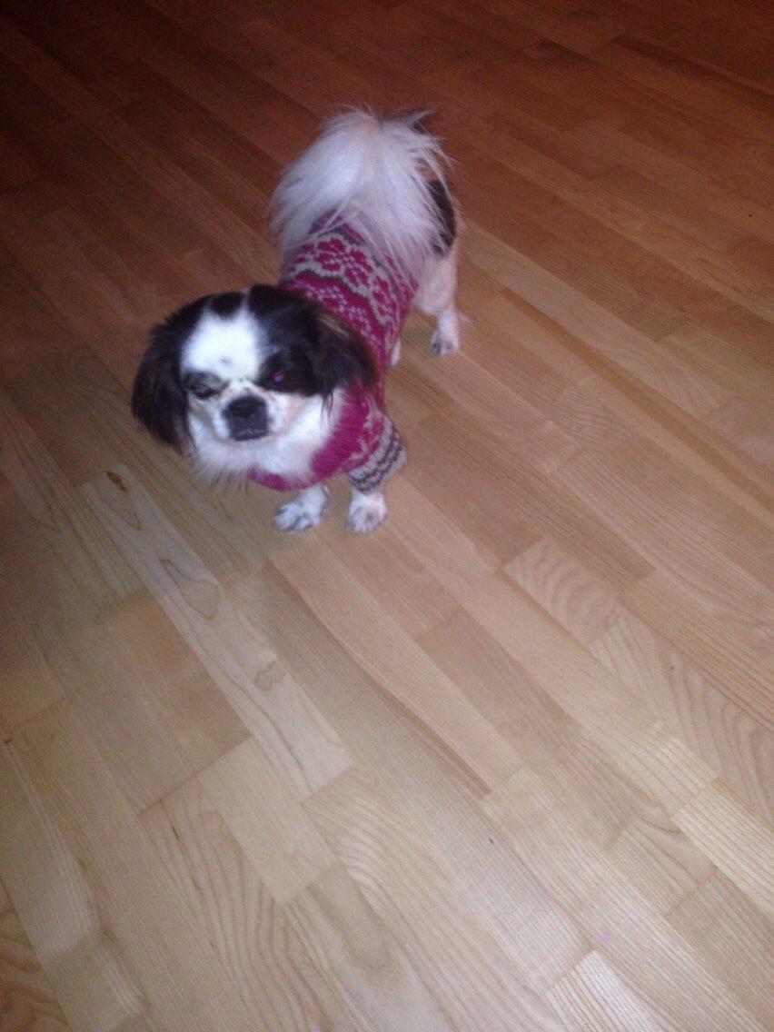 Japanese Bella billede 12