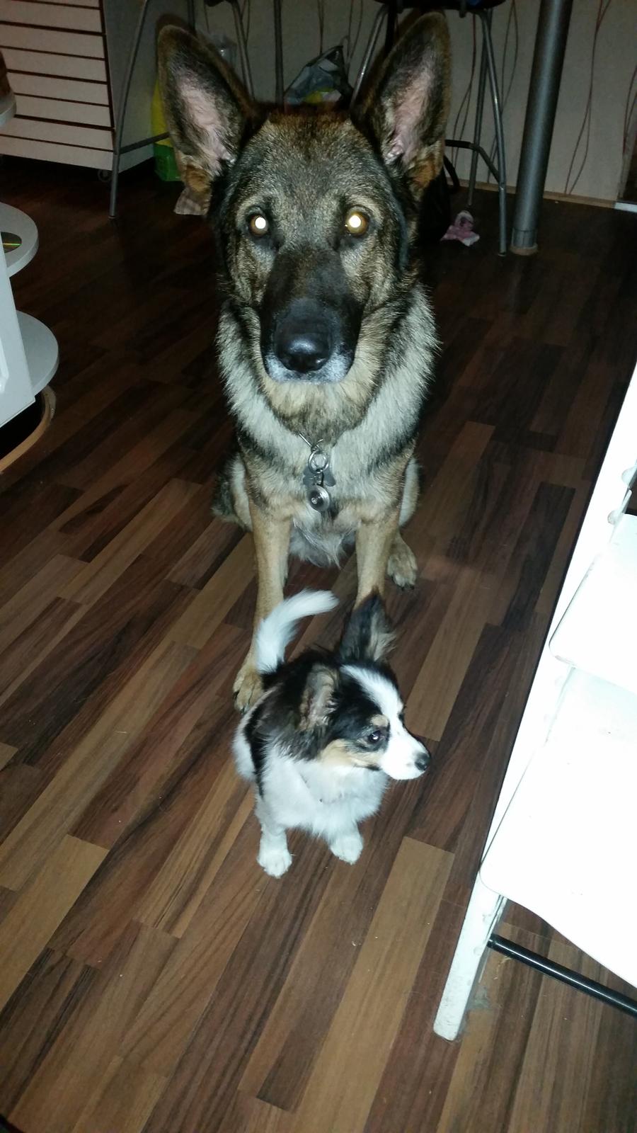 Blanding af racer Bella billede 2