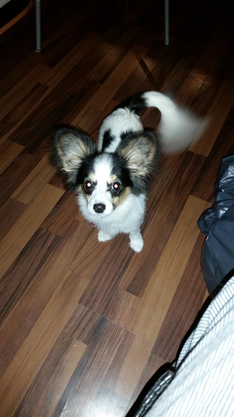 Blanding af racer Bella billede 1