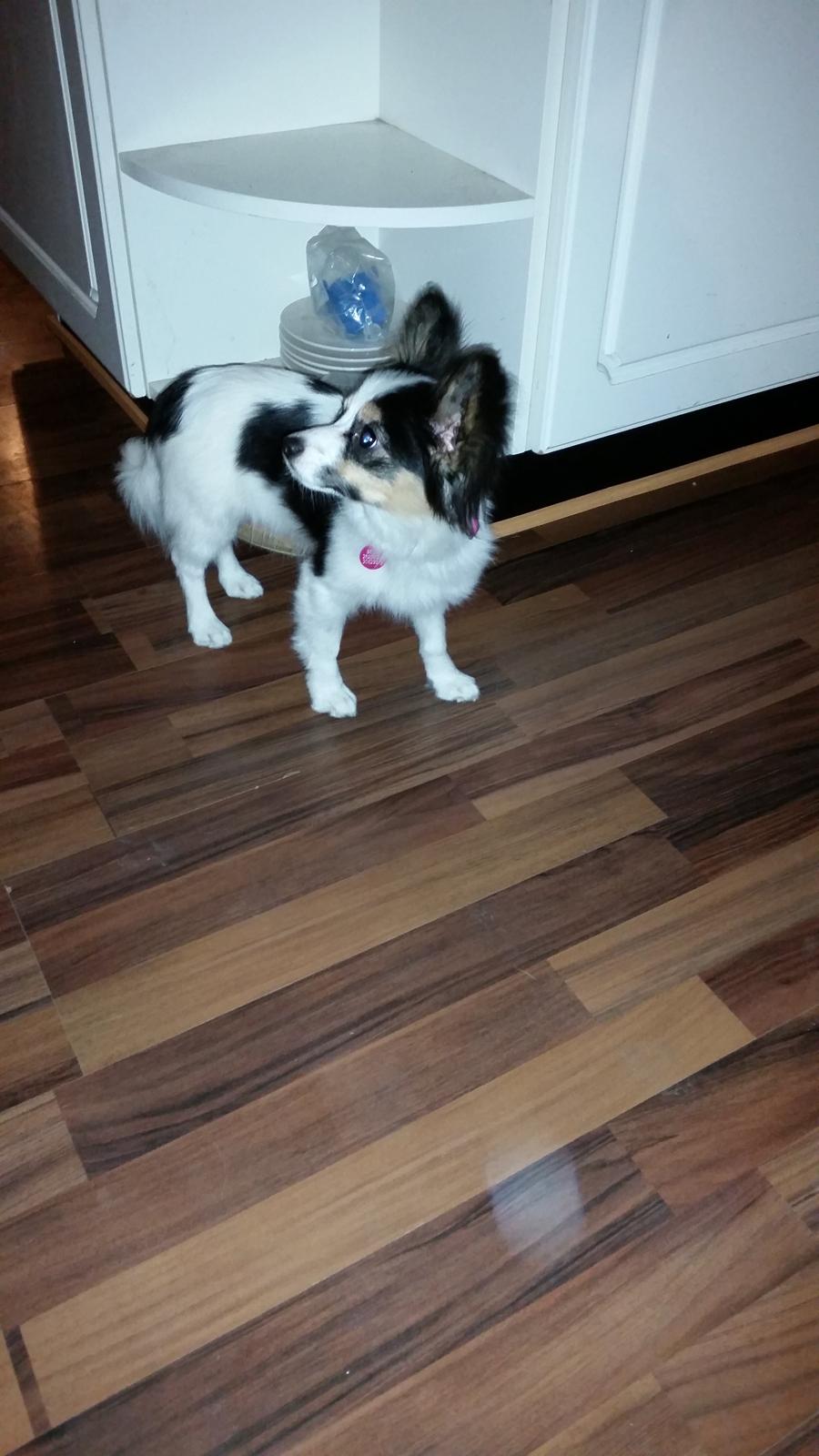 Blanding af racer Bella billede 5