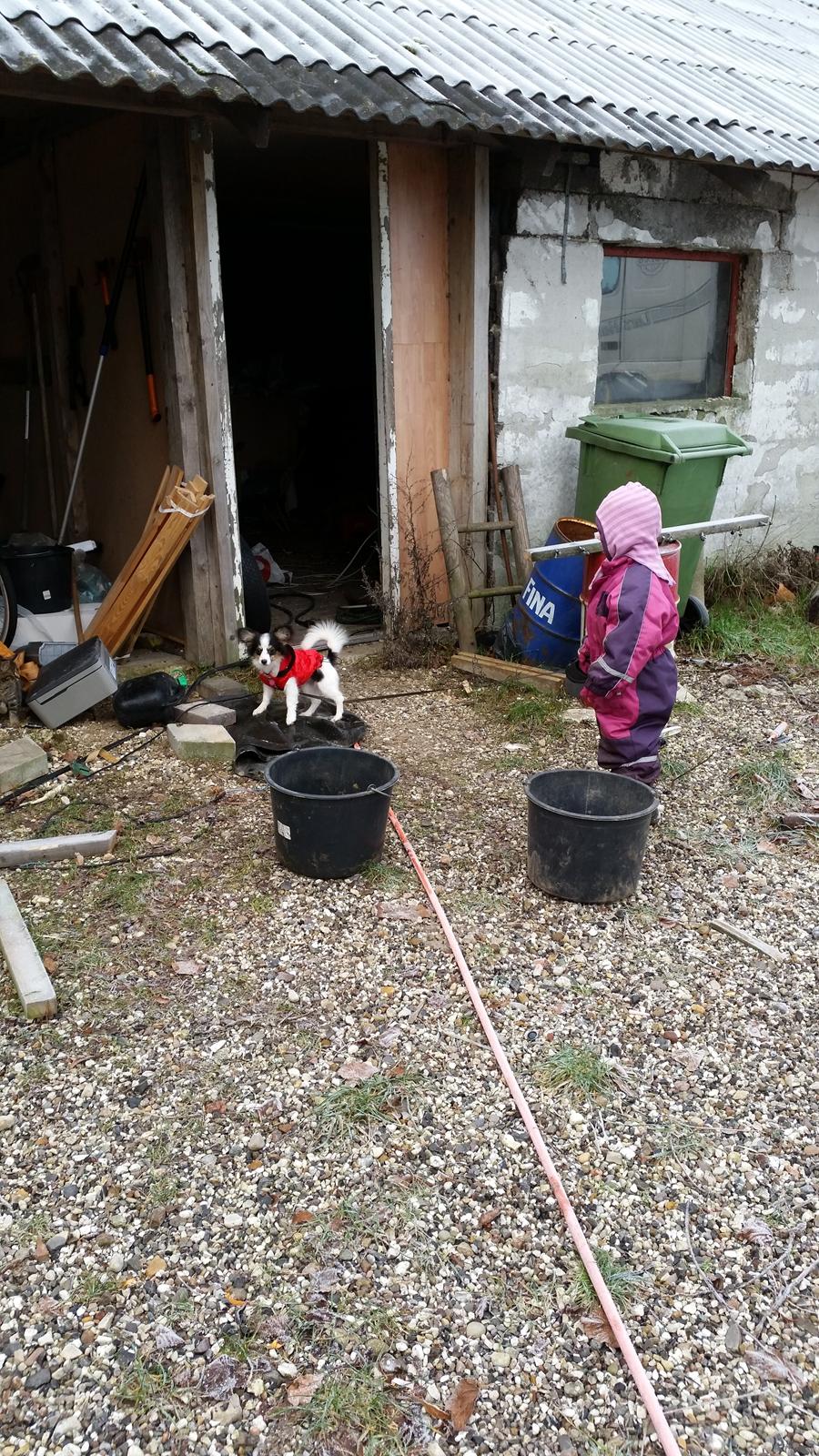 Blanding af racer Bella billede 3