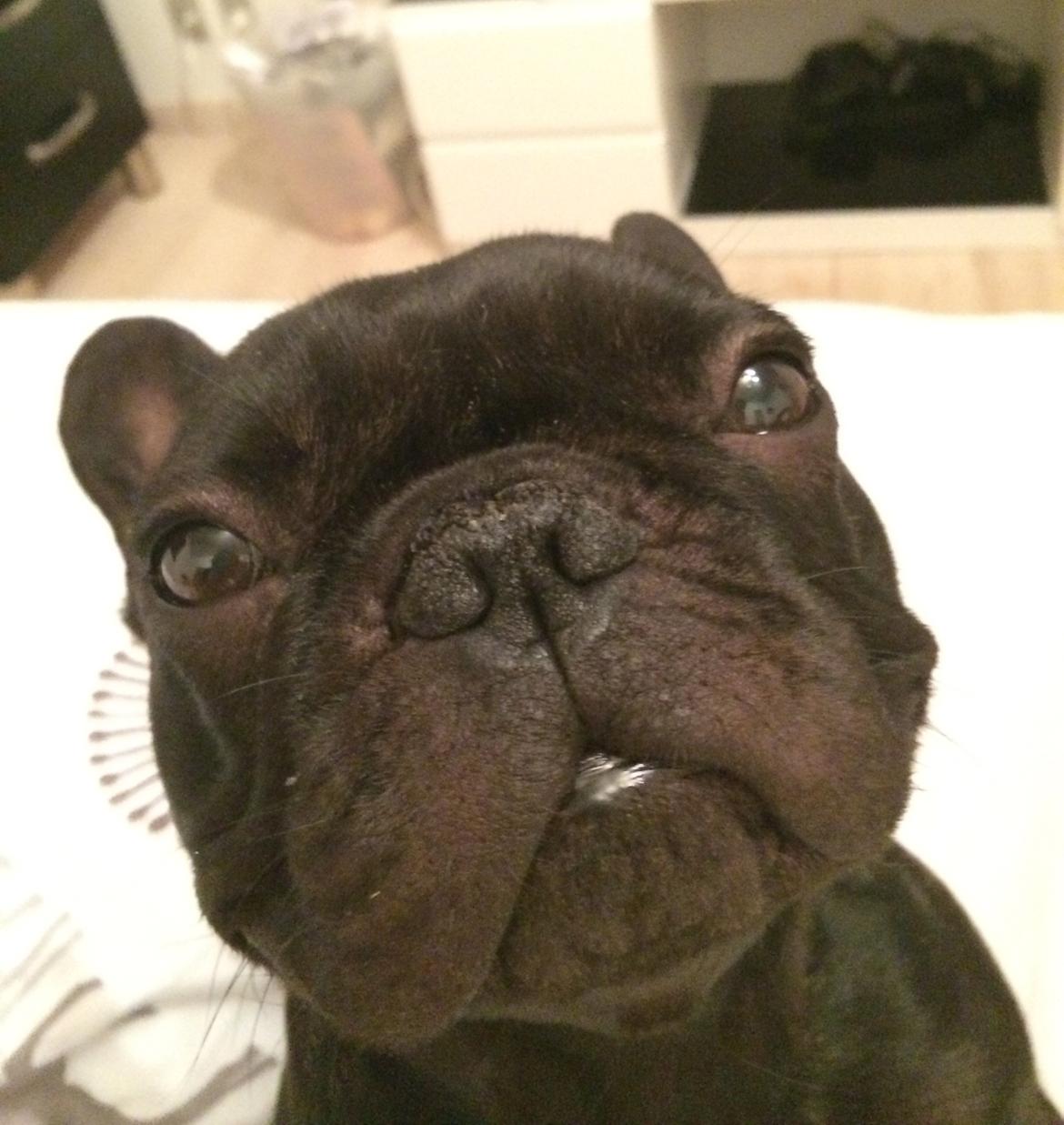 Fransk bulldog Muffi - Lækkermås billede 3