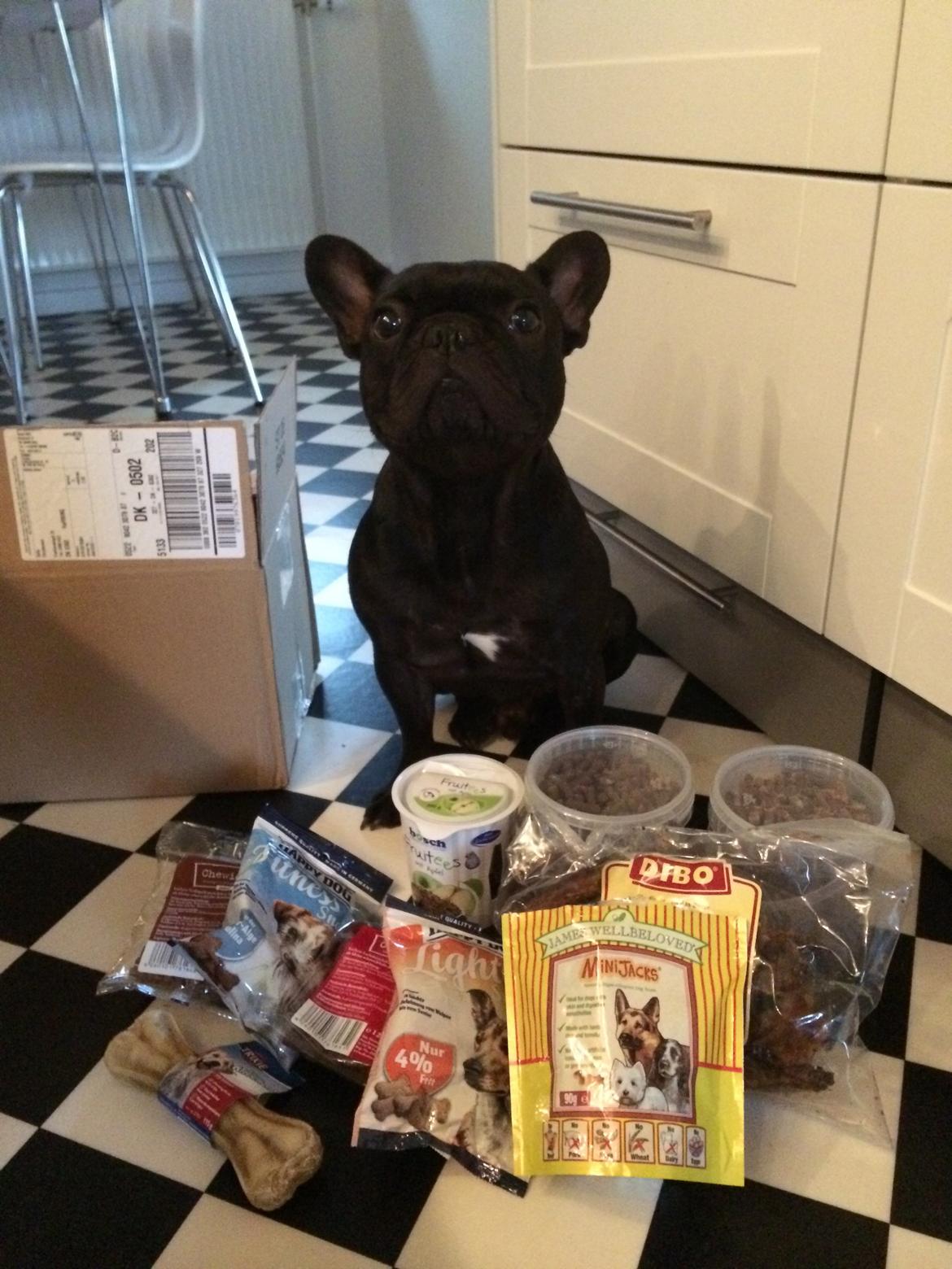 Fransk bulldog Muffi - Pakkeeer billede 4