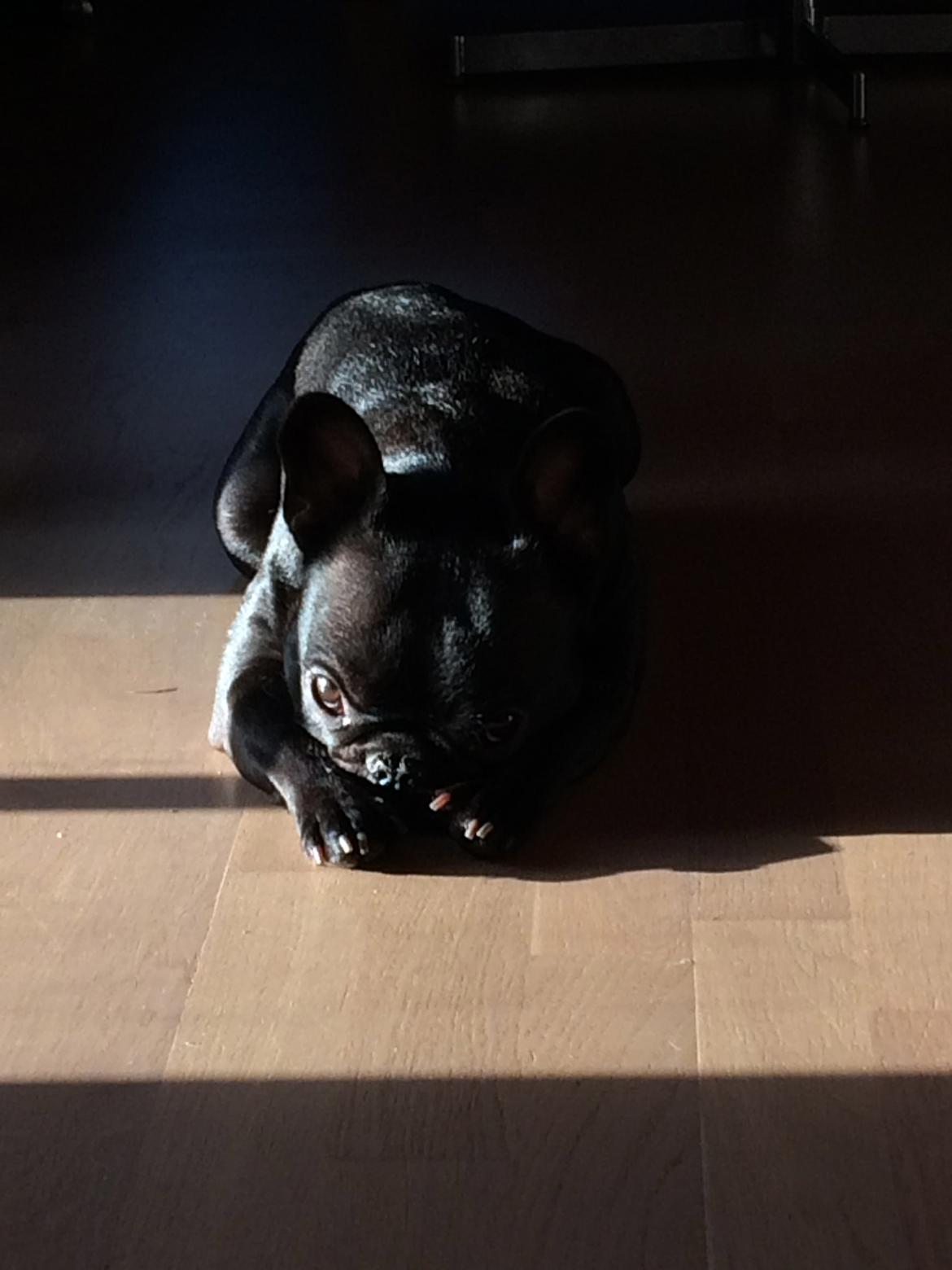 Fransk bulldog Muffi billede 1