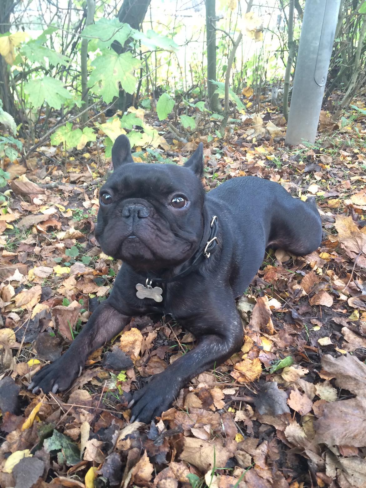 Fransk bulldog Muffi billede 2