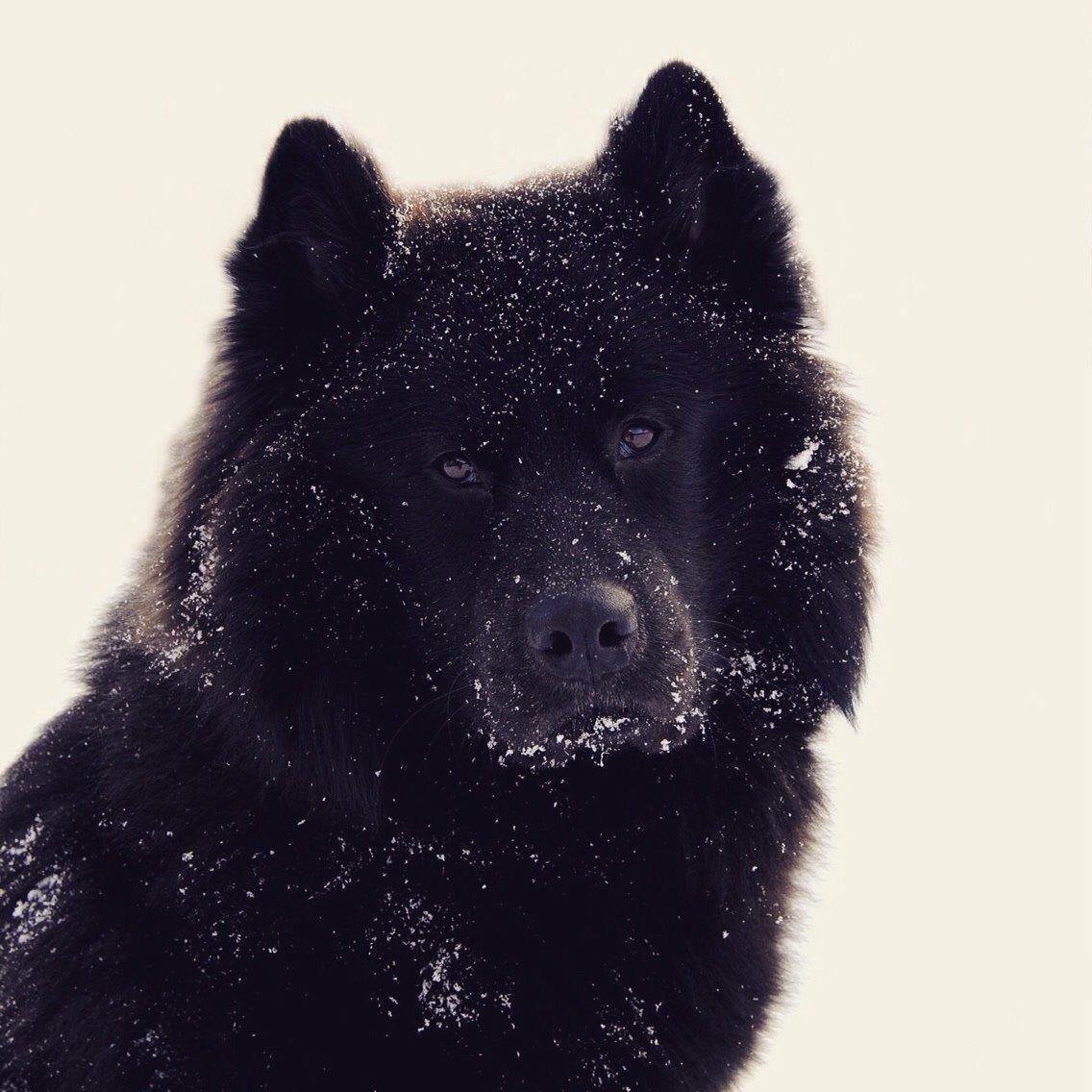 Blanding af racer Tyson billede 1