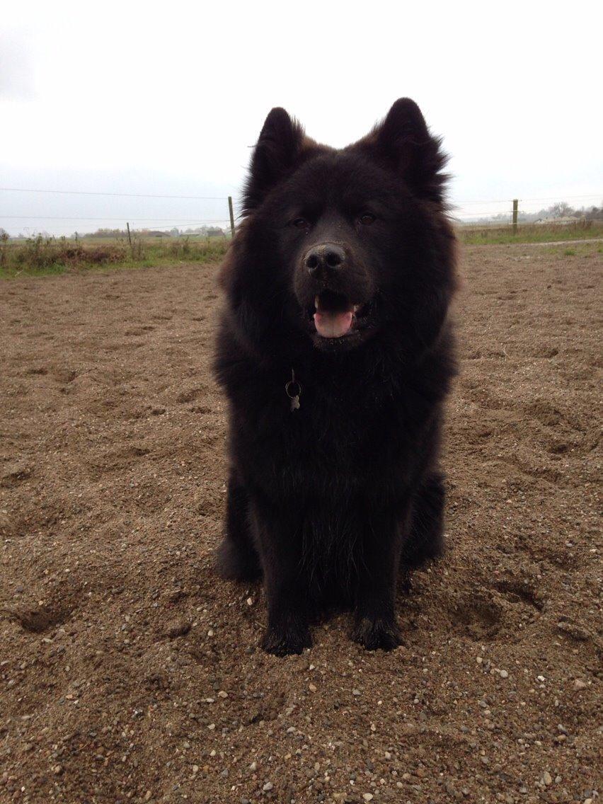 Blanding af racer Tyson billede 4