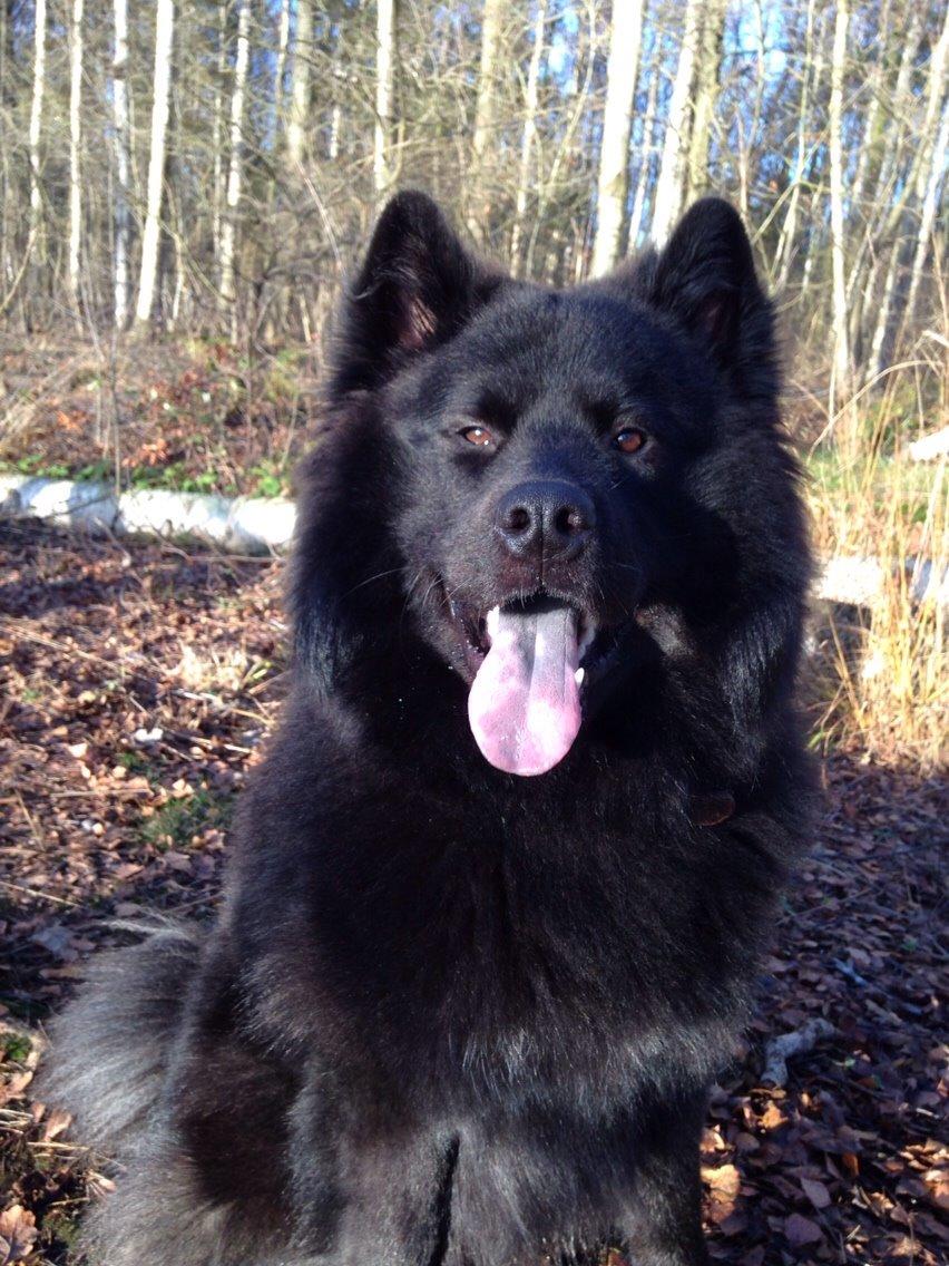 Blanding af racer Tyson billede 2