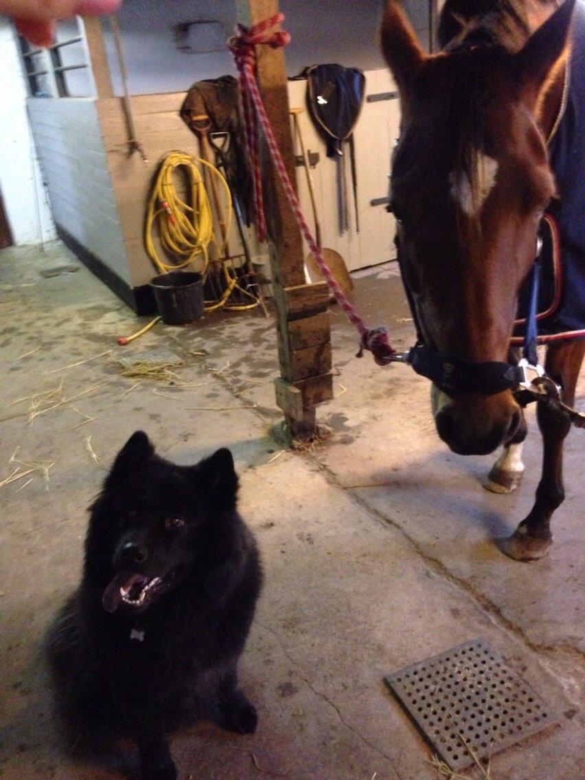 Blanding af racer Tyson billede 5