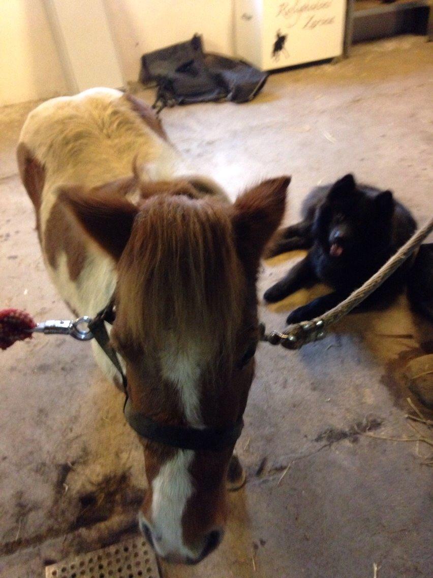 Blanding af racer Tyson billede 6