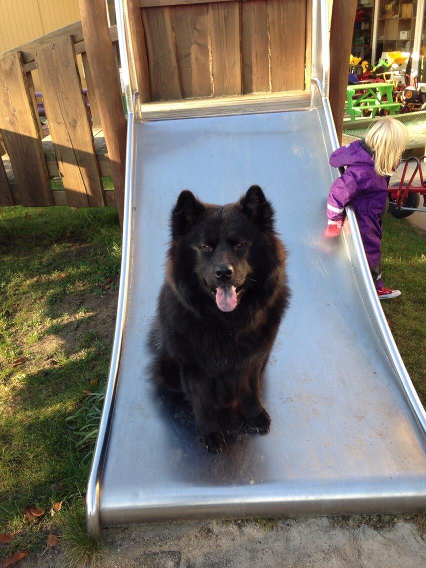 Blanding af racer Tyson billede 7