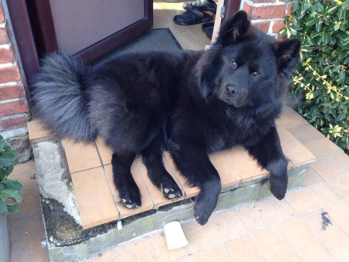 Blanding af racer Tyson billede 9