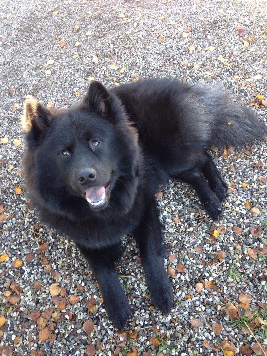 Blanding af racer Tyson billede 8