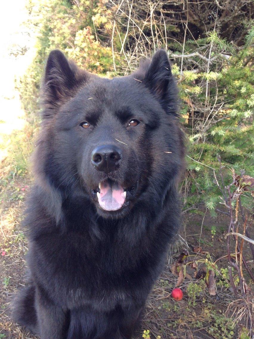 Blanding af racer Tyson billede 11