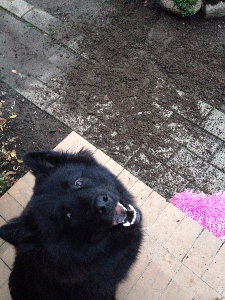 Blanding af racer Tyson billede 12