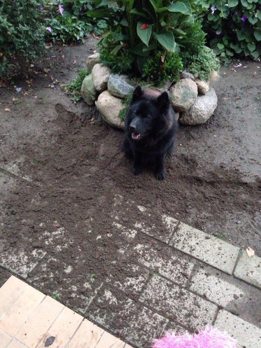 Blanding af racer Tyson billede 13