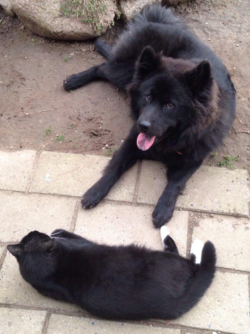 Blanding af racer Tyson billede 14