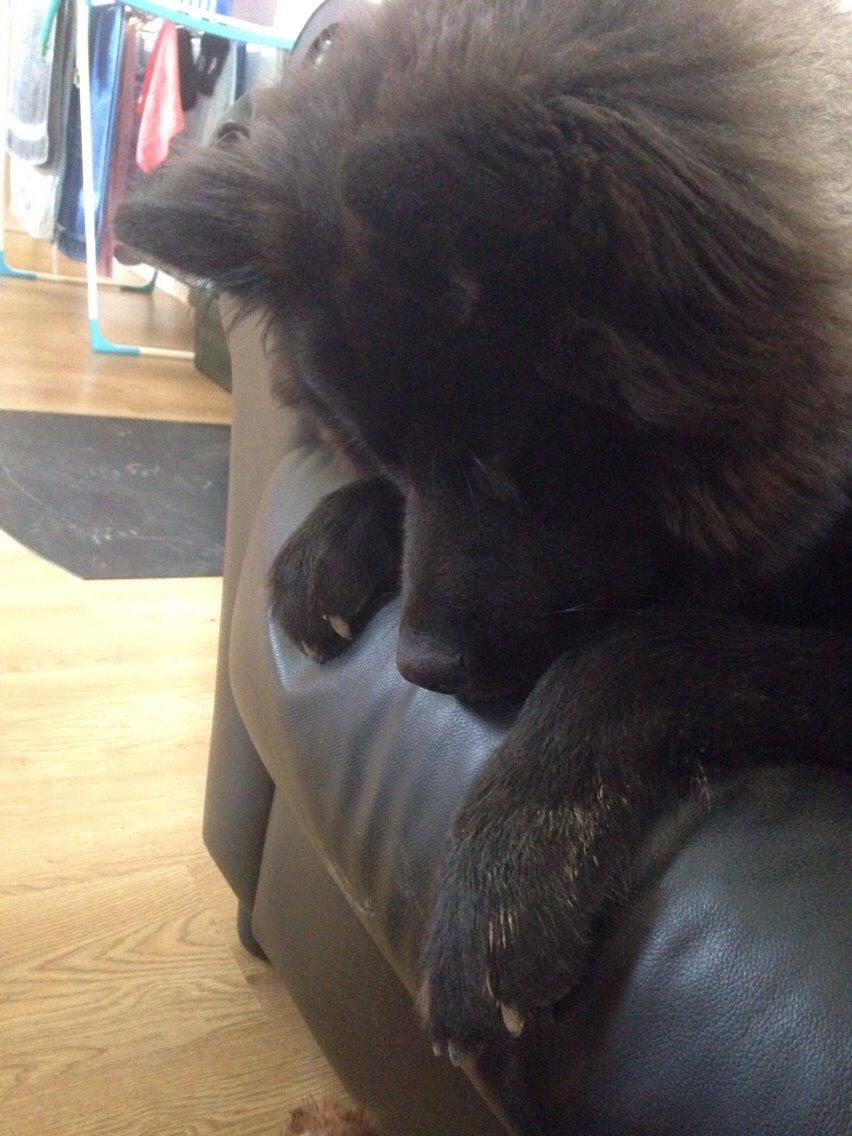 Blanding af racer Tyson billede 15