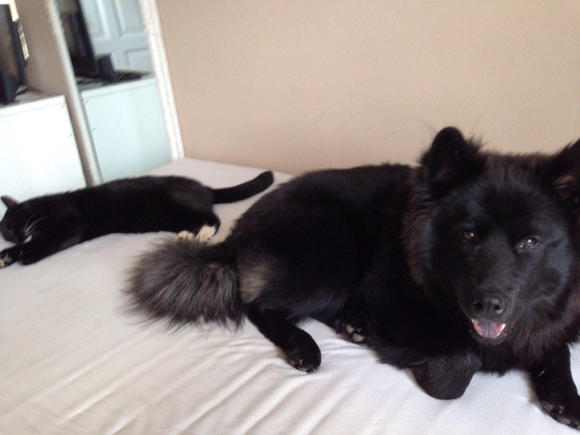 Blanding af racer Tyson billede 17