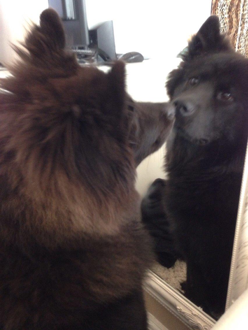 Blanding af racer Tyson billede 16