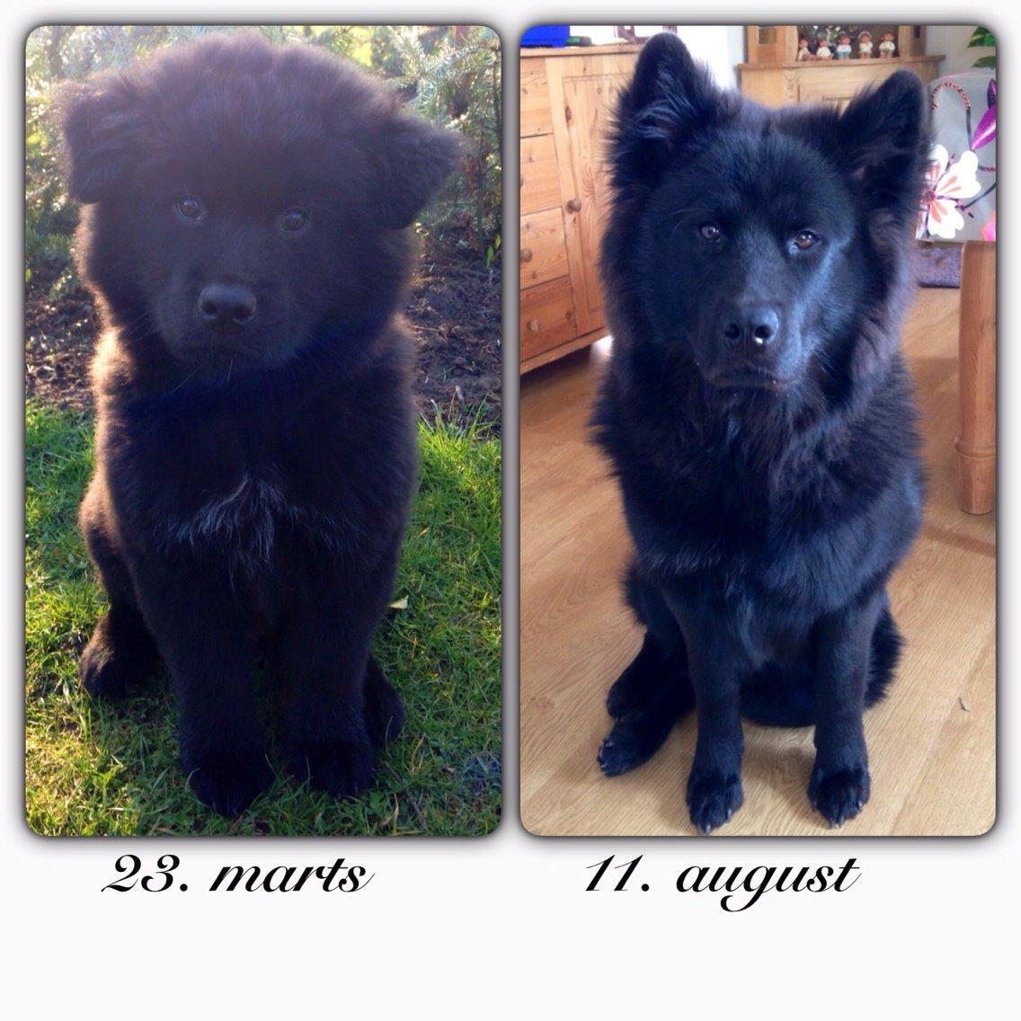 Blanding af racer Tyson billede 18