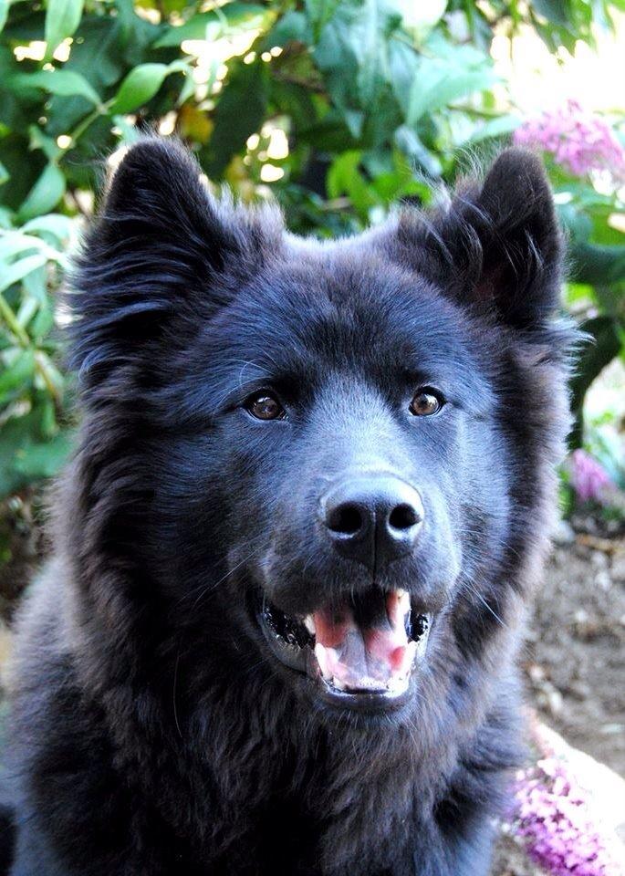 Blanding af racer Tyson billede 19