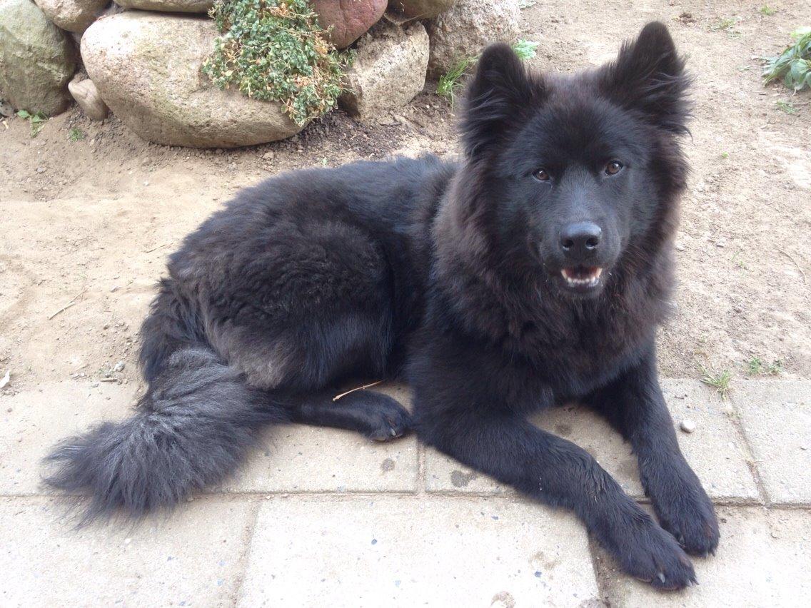 Blanding af racer Tyson billede 20