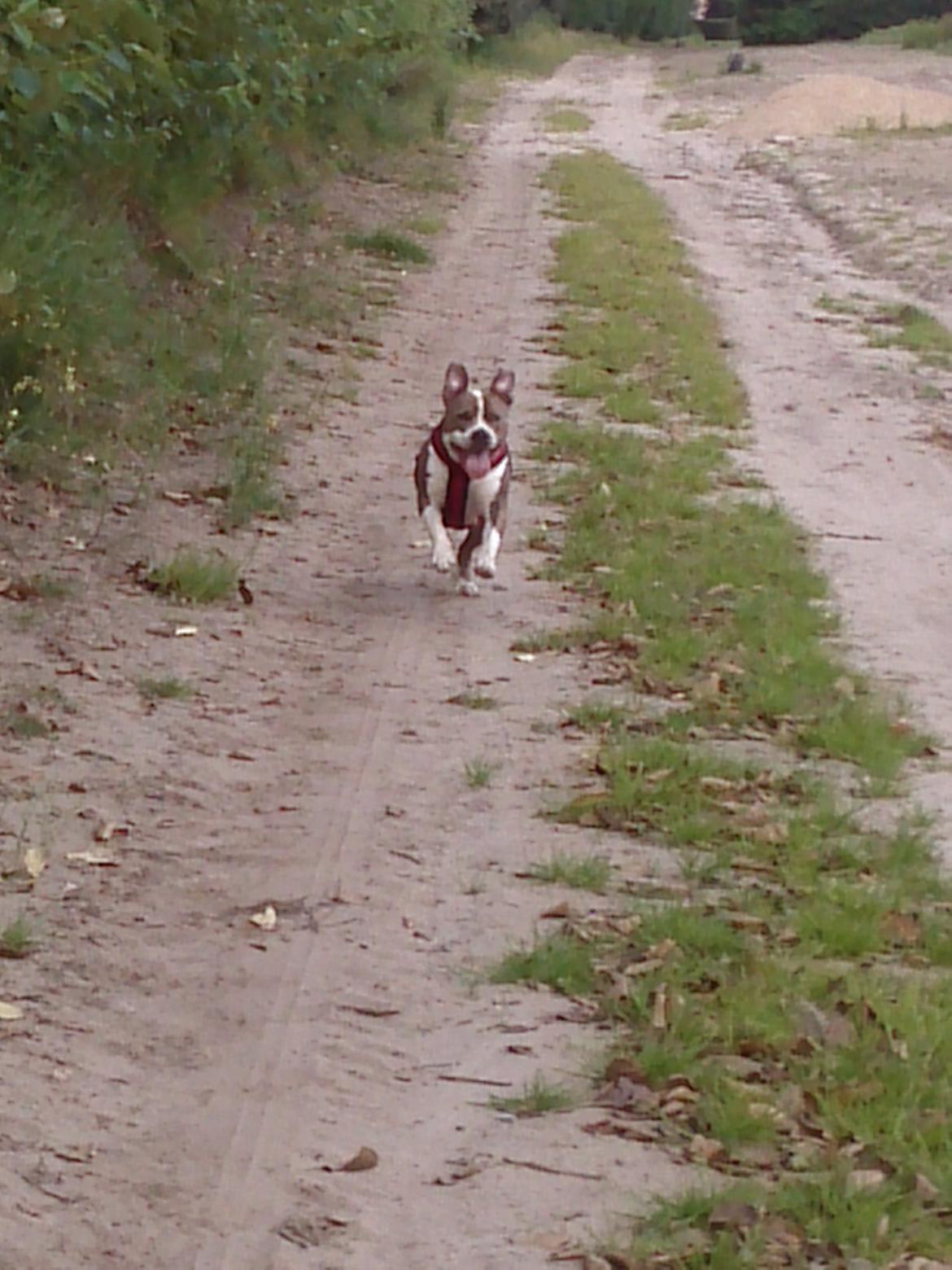 Amerikansk staffordshire terrier Mille - Hej mooor billede 19