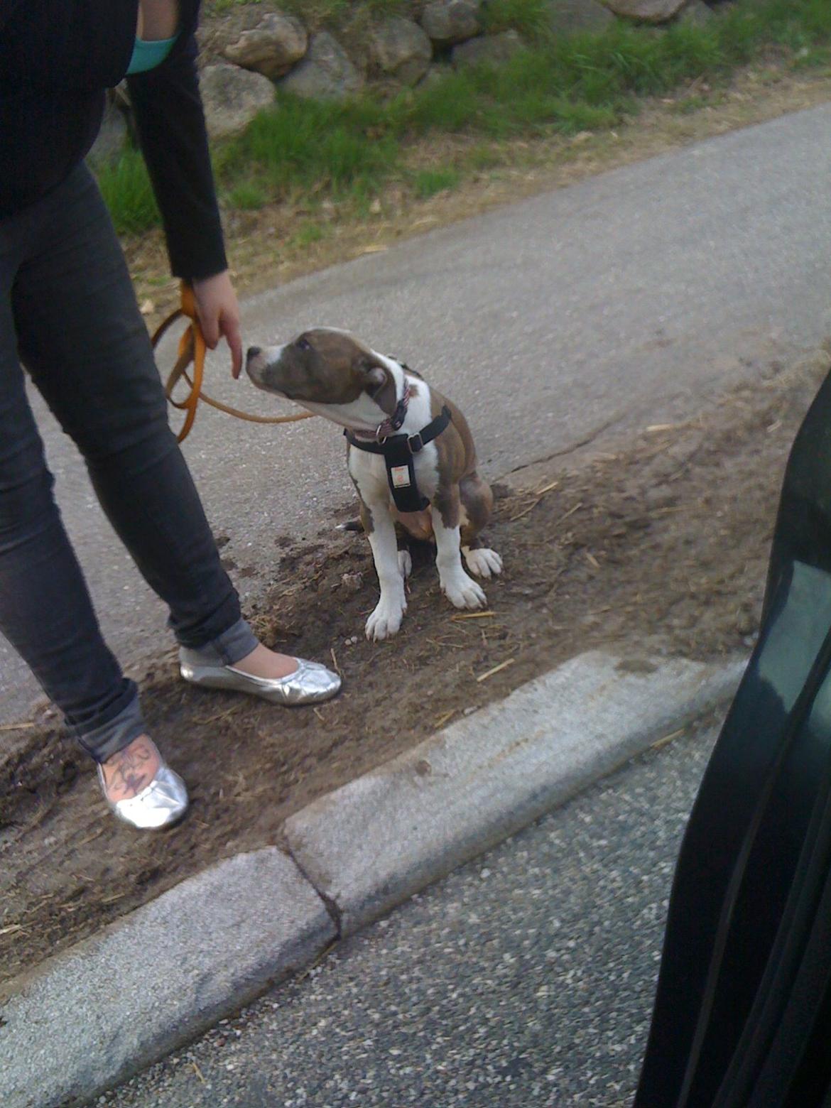 Amerikansk staffordshire terrier Mille - Mor har lige hentet mig her og vi er på vej hjem til Jylland. Og jeg sov hele vejen fra Sjælland billede 20