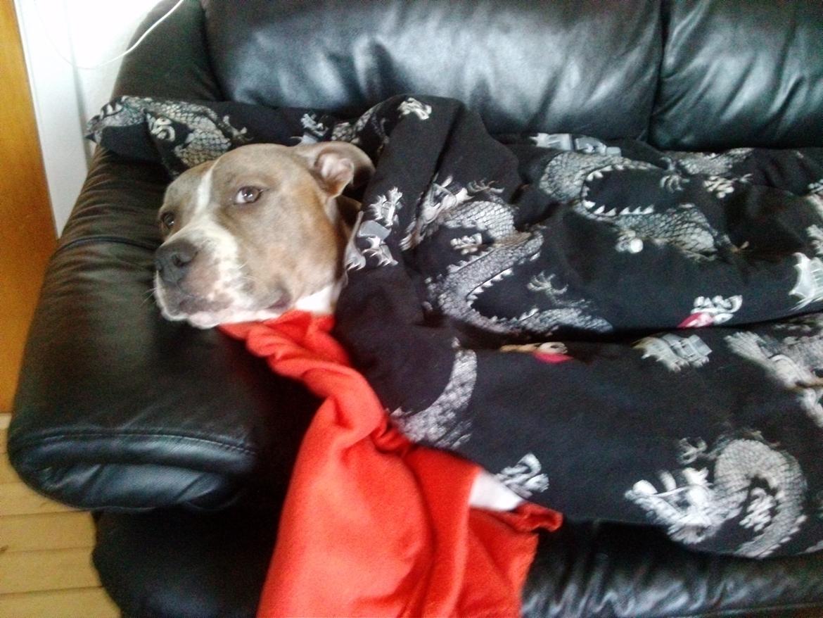 Amerikansk staffordshire terrier Mille billede 25