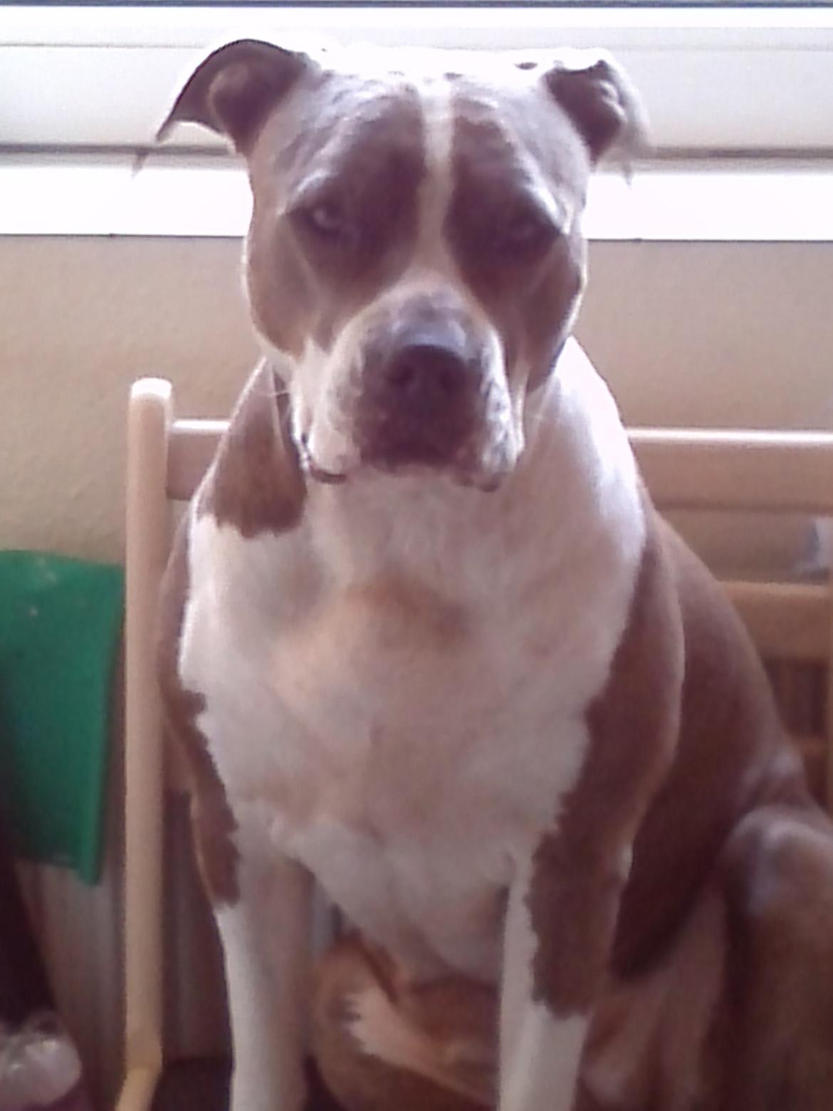 Amerikansk staffordshire terrier Mille billede 23