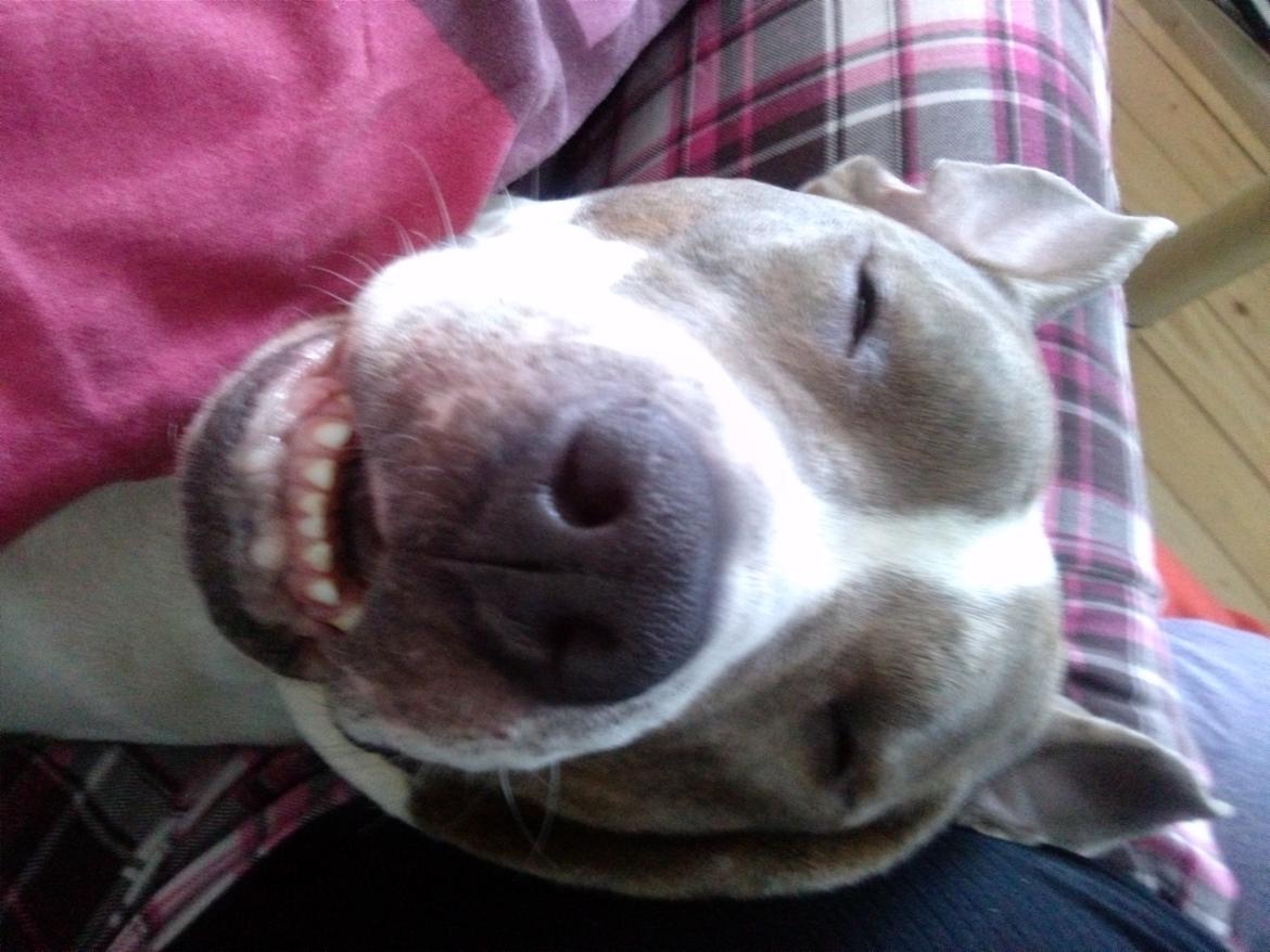 Amerikansk staffordshire terrier Mille - zzz zzz zzz billede 27