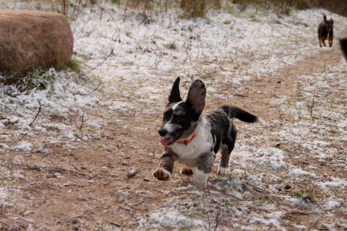 Welsh corgi cardigan Smarties Marcos (Krop-og-Poter) - I Glumsø hundeskov for første gang. Taget 26. december 2014  billede 19