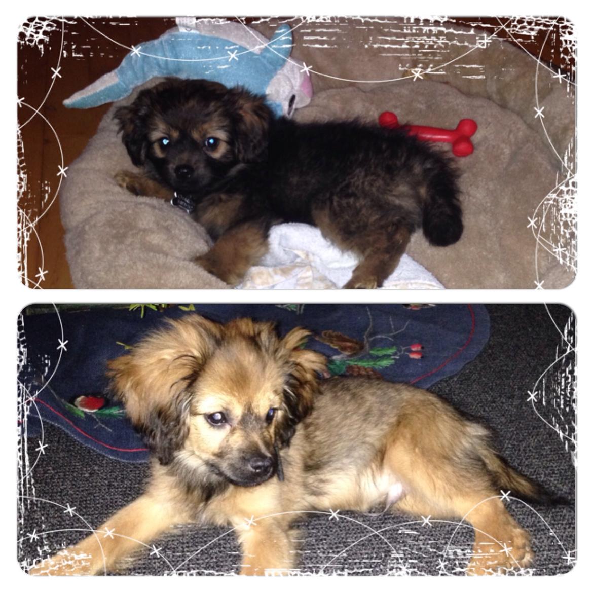 Blanding af racer Charger billede 19