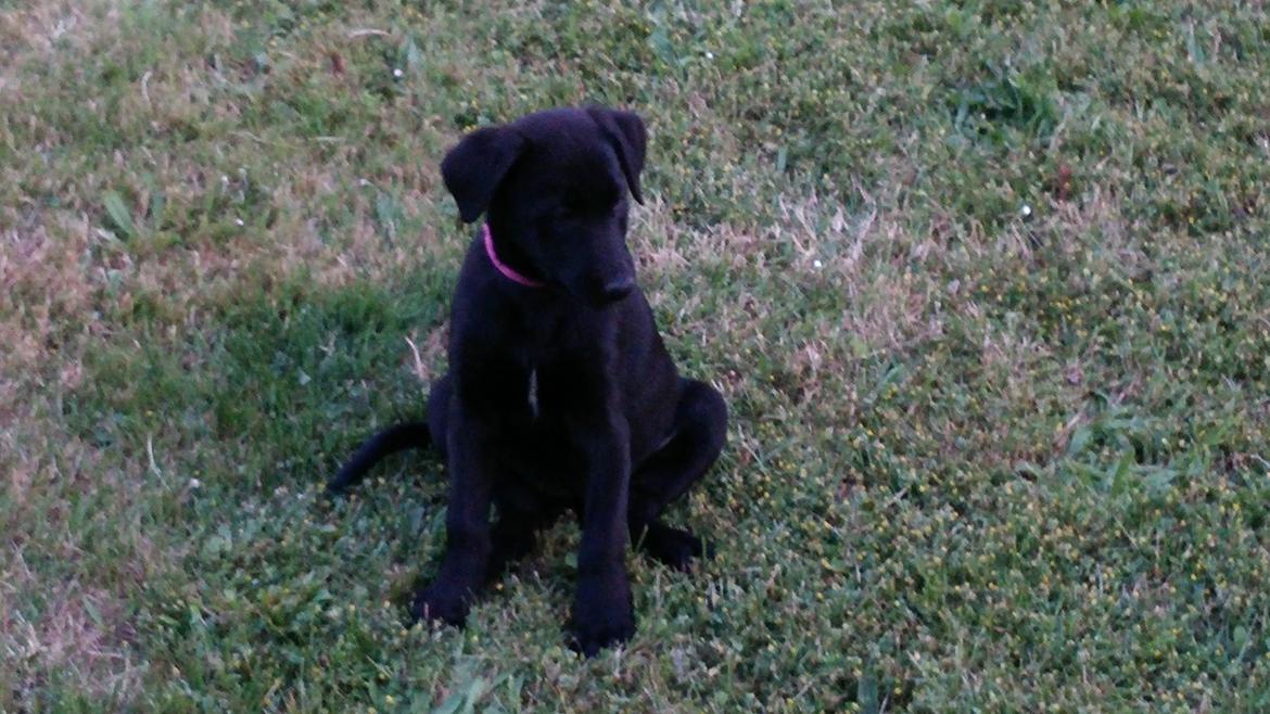 Blanding af racer Vicki  billede 3