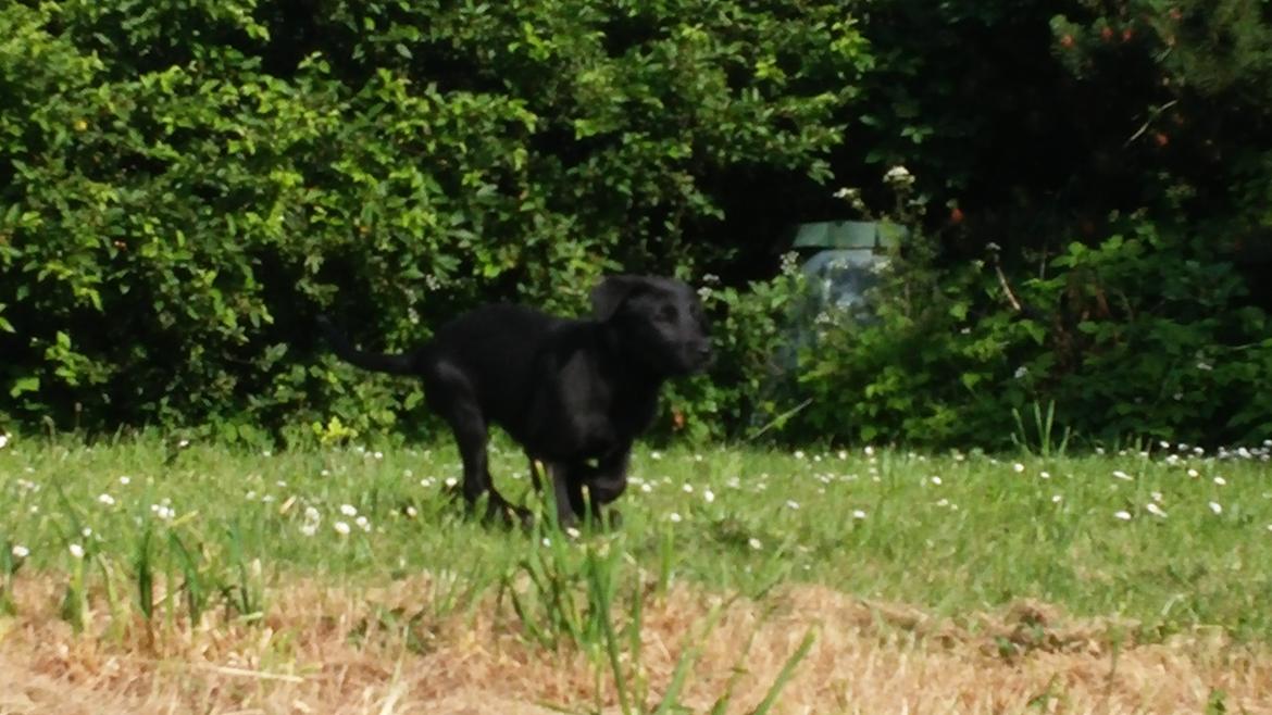 Blanding af racer Vicki  billede 4